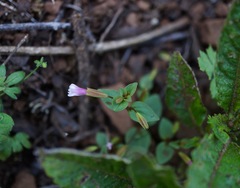Erythranthe inconspicua