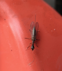 Raphidiinae