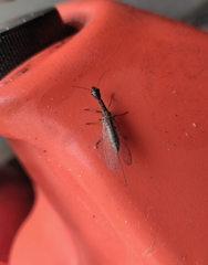 Raphidiinae
