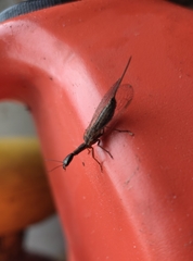 Raphidiinae