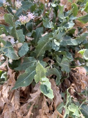 Acourtia nana