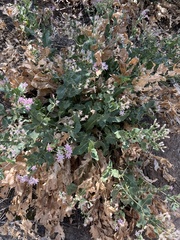 Acourtia nana