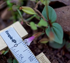 Erythranthe inconspicua