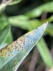 Puccinia baccharidis
