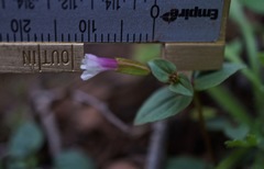 Erythranthe inconspicua