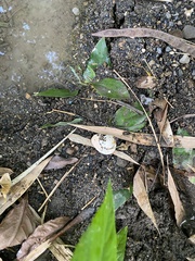 Zachrysia provisoria