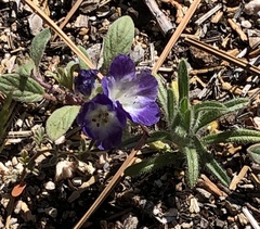 Phacelia davidsonii