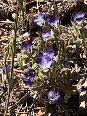 Phacelia davidsonii