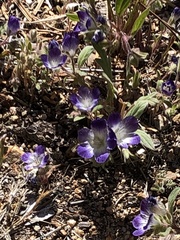 Phacelia davidsonii