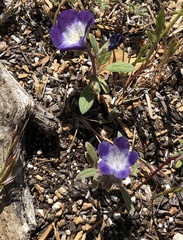 Phacelia davidsonii