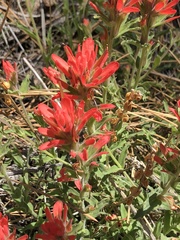 Castilleja martini
