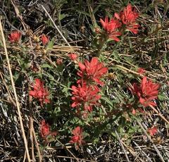 Castilleja martini