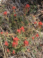 Castilleja martini