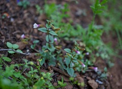 Erythranthe inconspicua