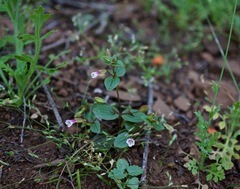 Erythranthe inconspicua