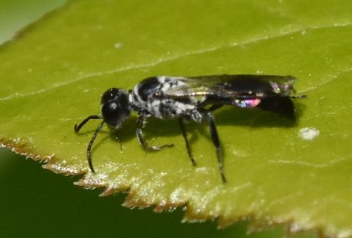 Crossocerus cetratus