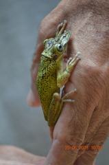 Triprion spatulatus