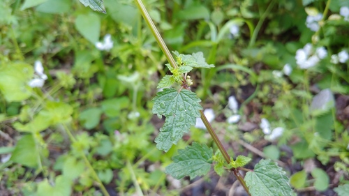 Heartleaf nettle (Urtica chamaedryoides)