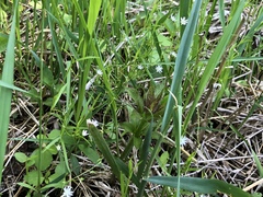 Stellaria longifolia