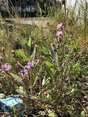 Centaurea stoebe australis