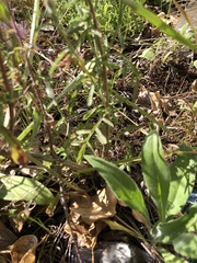Centaurea stoebe australis