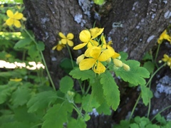 Chelidonium majus