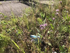 Centaurea stoebe australis