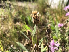 Centaurea stoebe australis