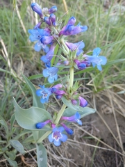 Penstemon nitidus