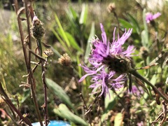 Centaurea stoebe australis