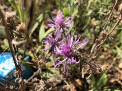 Centaurea stoebe australis