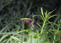 Trogomorpha arrogans