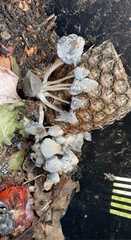 Coprinopsis macrocephala