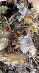 Coprinopsis macrocephala