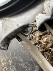 Coprinopsis macrocephala