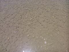 Olivella semistriata