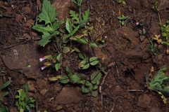 Erythranthe inconspicua
