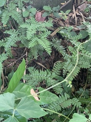Adiantum latifolium