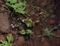 Erythranthe inconspicua
