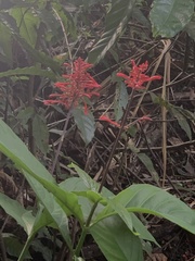 Odontonema cuspidatum