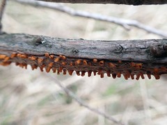 Gymnosporangium clavariiforme