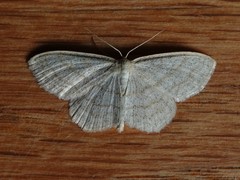 Scopula junctaria
