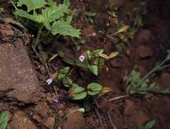 Erythranthe inconspicua