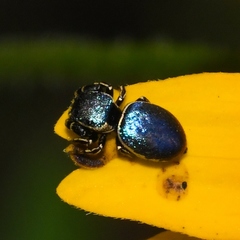 Sassacus papenhoei