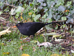 Turdus merula