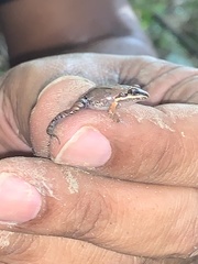 Leptodactylus albilabris