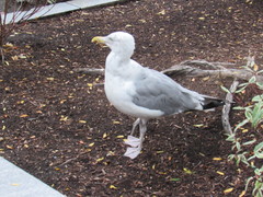 Larus argentatus