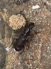 Stenomorphus