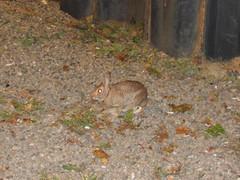 Sylvilagus floridanus
