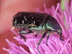 Euphoria sepulcralis